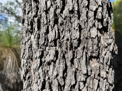 Corymbia clarksoniana