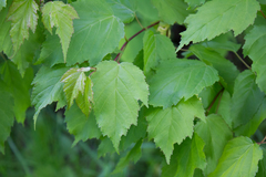 Acer tataricum