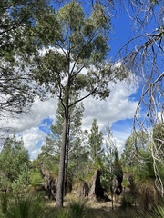 Corymbia clarksoniana
