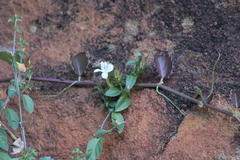 Barleria elegans orientalis