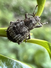 Pseudocneorhinus obesus