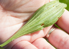 Plantago lanceolata