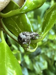 Pseudocneorhinus obesus