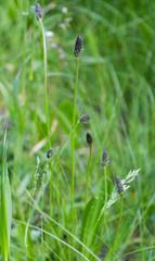 Plantago lanceolata