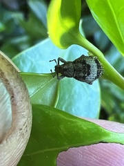 Pseudocneorhinus obesus