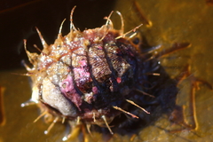 Mopalia sinuata