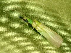 Chloroperlidae
