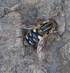 Parhelophilus flavifacies