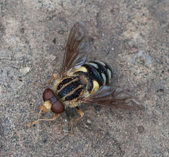 Parhelophilus flavifacies