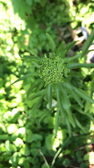 Marshallia caespitosa