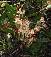 Maxillaria embreei