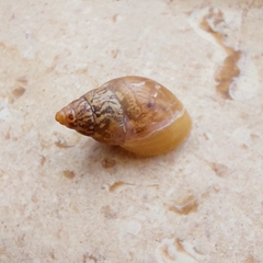 Bulimulus tenuissimus