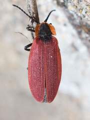 Lycus sanguinipennis
