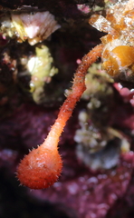 Boltenia villosa