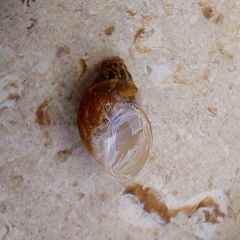 Bulimulus tenuissimus