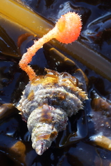 Boltenia villosa