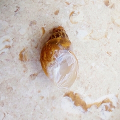 Bulimulus tenuissimus