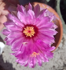 Thelocactus bicolor