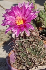Thelocactus bicolor