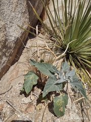 Datura wrightii