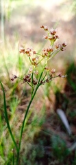 Juncus acutiflorus