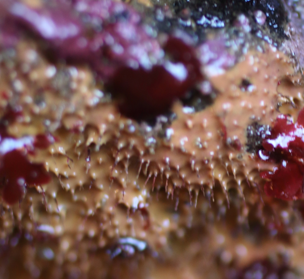 Aplysilla glacialis