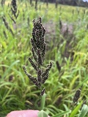 Echinochloa esculenta
