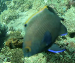 Plectroglyphidodon apicalis