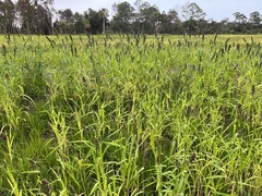 Echinochloa esculenta