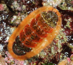 Dendrochiton flectens