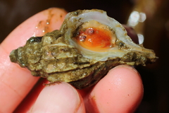 Scabrotrophon stuarti