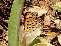 Lycaena cupreus