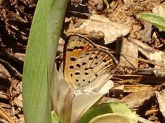 Lycaena cupreus