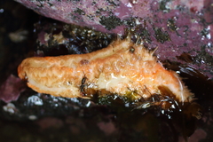 Eupentacta pseudoquinquesemita