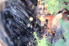 Mycena subgalericulata