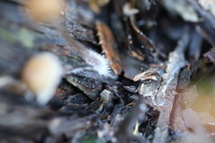 Mycena subgalericulata