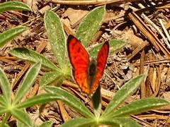 Lycaena cupreus