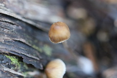 Mycena subgalericulata