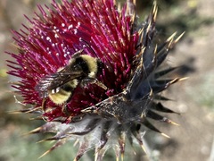Bombus californicus