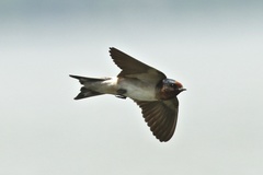 Hirundo rustica × Petrochelidon pyrrhonota