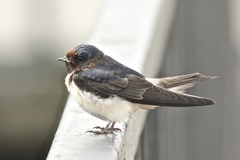 Hirundo rustica × Petrochelidon pyrrhonota