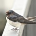 Barn × Cliff Swallow - Photo (c) Larry Scacchetti, some rights reserved (CC BY-NC), uploaded by Larry Scacchetti