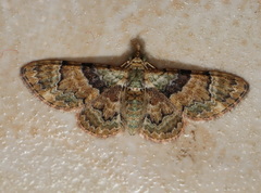 Gymnoscelis derogata