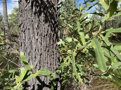 Xylomelum cunninghamianum