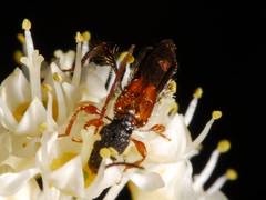 Molorchus longicollis