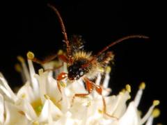 Molorchus longicollis