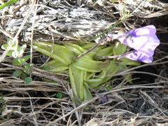 Pinguicula leptoceras