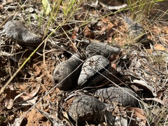 Xylomelum cunninghamianum