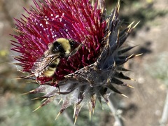 Bombus californicus