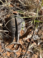 Xylomelum cunninghamianum